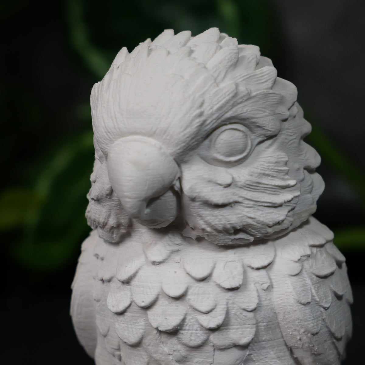 Parrot